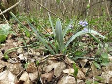 Galanthus-alpinus_плодоношение_2